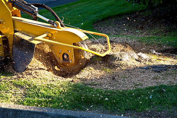 Best Tree Mulching Services  in Martinsburg, PA